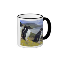 Pingouins de Rockhopper, (chrysocome d'Eudyptes), Tasses