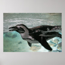 Pinguïn Plaat