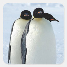 Pinguïnen Stickers