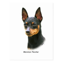 Pinscher miniature cartes postales
