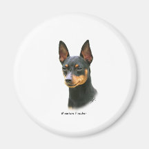 Pinscher miniature magnets pour réfrigérateur