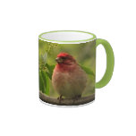 Pinson pourpre tasses