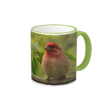 Pinson pourpre tasses