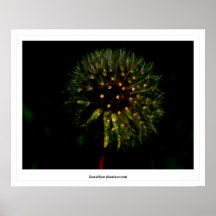 Pissenlit (luminescent) poster