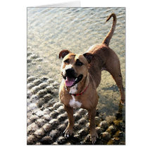 Pitbull Terrier Carte