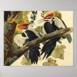 Pivert de Pileated, John James Audubon Affiches