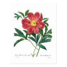 Pivoine Carte Postale