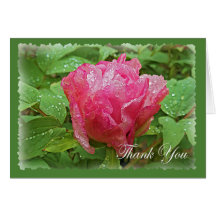 Pivoine dans le carte de remerciements de pluie