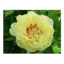 Pivoine de jaune d'autobus de serre chaude d'ouver