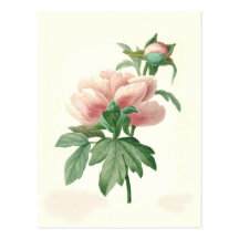Pivoine par Pierre-Joseph Redouté Carte Postale