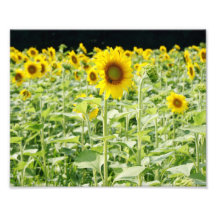 Plaisir 10 x de tournesol épreuve photographique 8