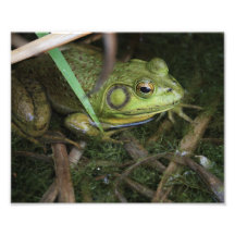 Plan rapproché de grenouille art photographique