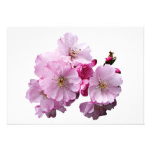 Plan rapproché des fleurs de cerisier invitations
