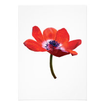 Plan rapproché rouge de pavot invitations