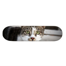 Planche à roulettes de chat