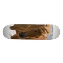 Planche à roulettes de conception de cheval de châ