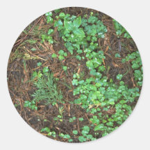 Plant - de Zuring van de Californische sequoia - d Ronde Sticker
