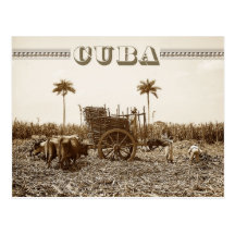 Plantation de canne à sucre au Cuba Carte Postale