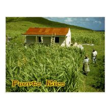 Plantation de canne à sucre, Porto Rico Carte Postale