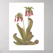 Plante carnivore - psittacina de Sarracenia Posters