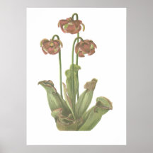 Plante carnivore - purpurea de Sarracenia Posters