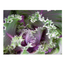 Plante verte cartes postales