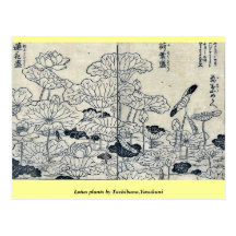 Plantes de Lotus par Tachibana, Yasukuni Cartes Postales