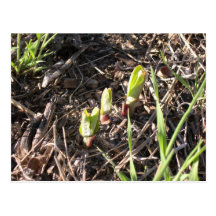 Plantes tous neufs de milkweed cartes postales