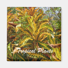 Plantes tropicales aimant