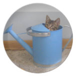 plat tigré jetant un coup d'oeil doux de chaton assiette