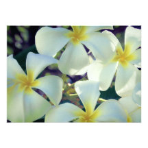 Plumeria dans l'invitation de lueur de lune