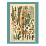 Plumes vintages carte postale
