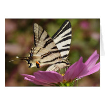 Podalirius d'Iphiclides Carte