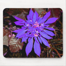 Pointsettia 4 tapis de souris