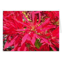Pointsettias in San Diego Wenskaarten
