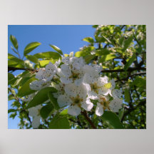 Poire Blossums Poster
