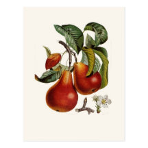 Poire Cartes Postales