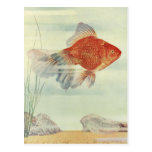 Poisson rouge cartes postales