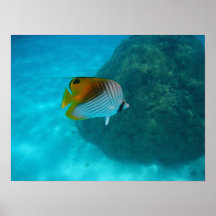 Poissons amicaux affiche