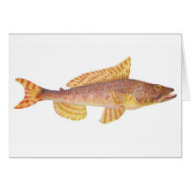 Poissons - Baker de sergent - purpurissatus d'Aulo Cartes De Vœux