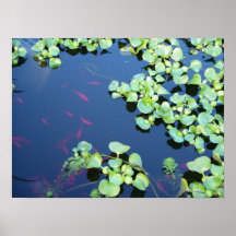 poissons dans l'eau poster
