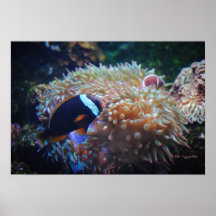 Poissons de clown de tomate posters