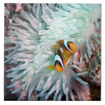 Poissons de clown et tuile d'anémone carreau