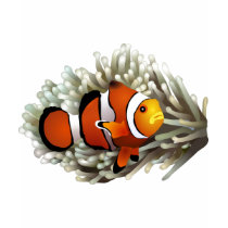 Poissons de clown t-shirt