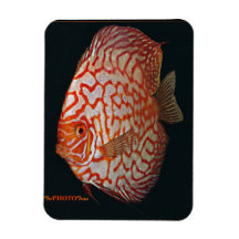 poissons de disque magnet en vinyle