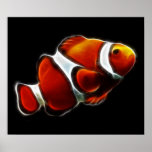 Poissons oranges tropicaux de clown de Clownfish Affiche
