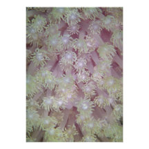 Polypes de corail de belle lavande de la Mer Rouge Carton D'invitation