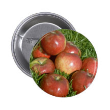 Pommes récemment récoltées, la Nouvelle-Écosse, Ca Badges Avec Agrafe
