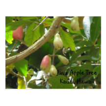 Pommier de Java Carte Postale