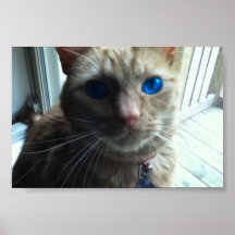 Pompoen het Poster van de Kat